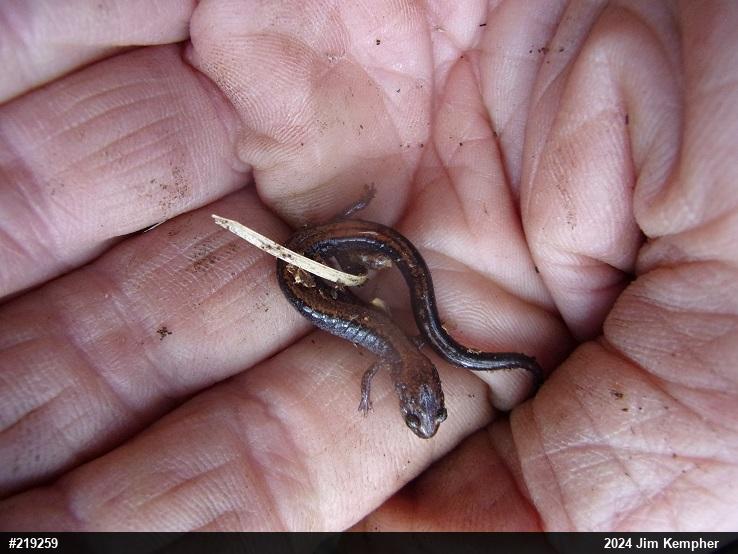 Eastern Red-backed  Salamander