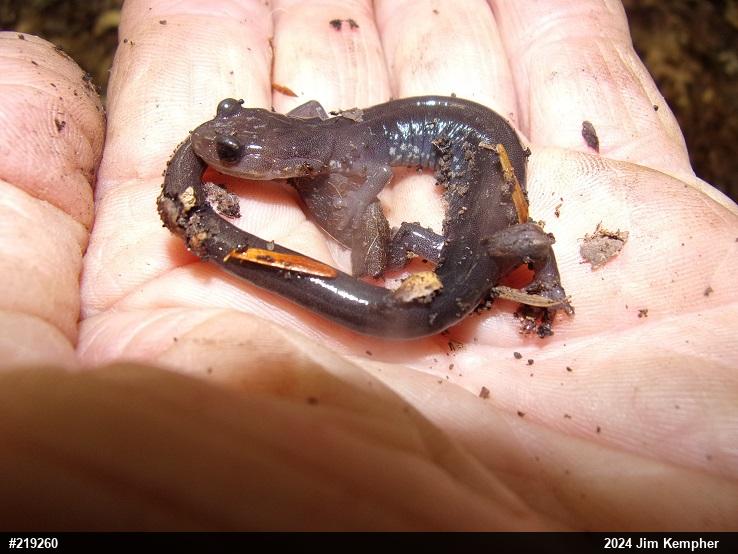 Wehrle's Salamander