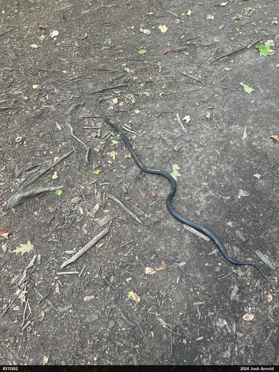 Eastern Ratsnake