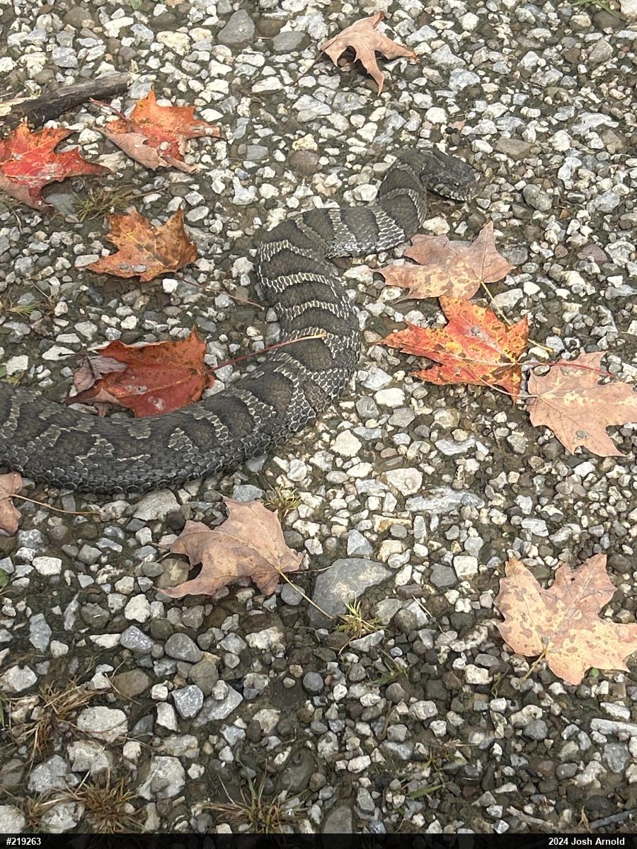 Northern Watersnake