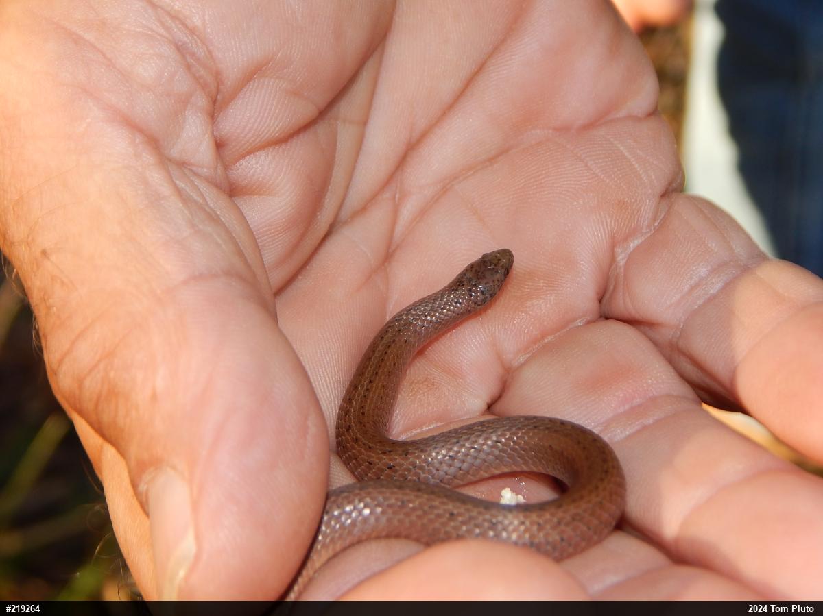 Smooth Earthsnake