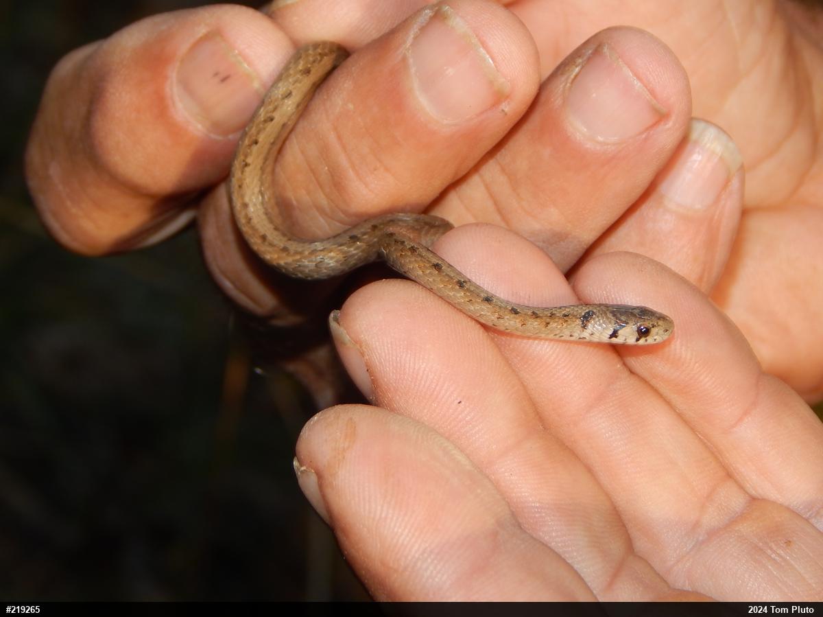 Dekay's Brownsnake