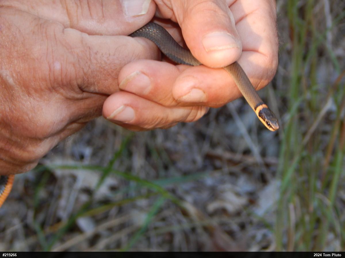 Northern Ring-necked Snake