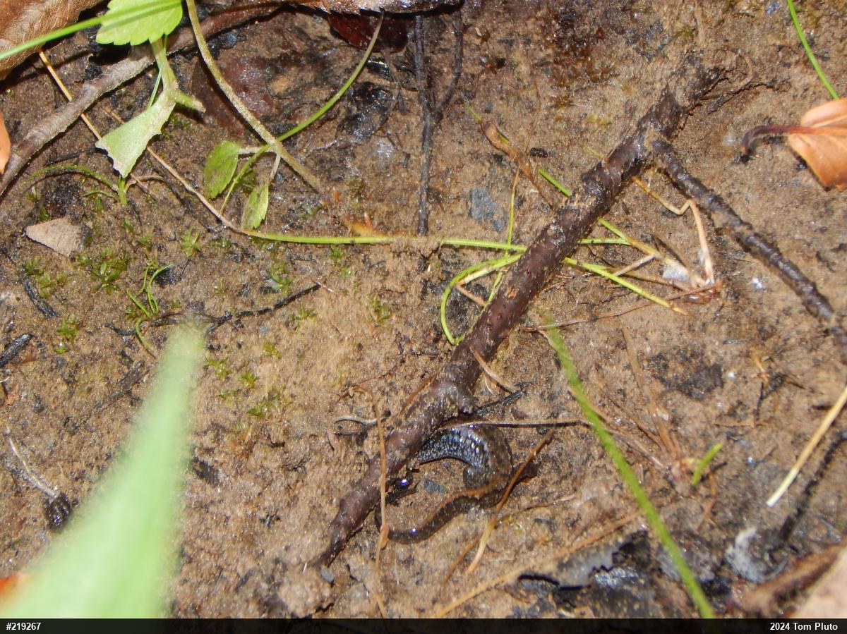 Northern Dusky Salamander