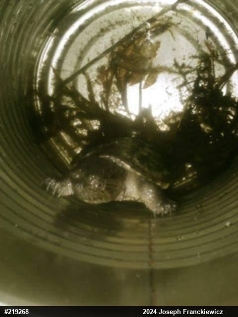 Snapping Turtle