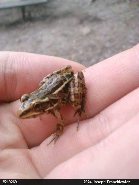Pickerel Frog
