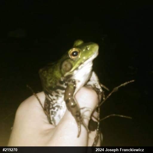 American Bullfrog