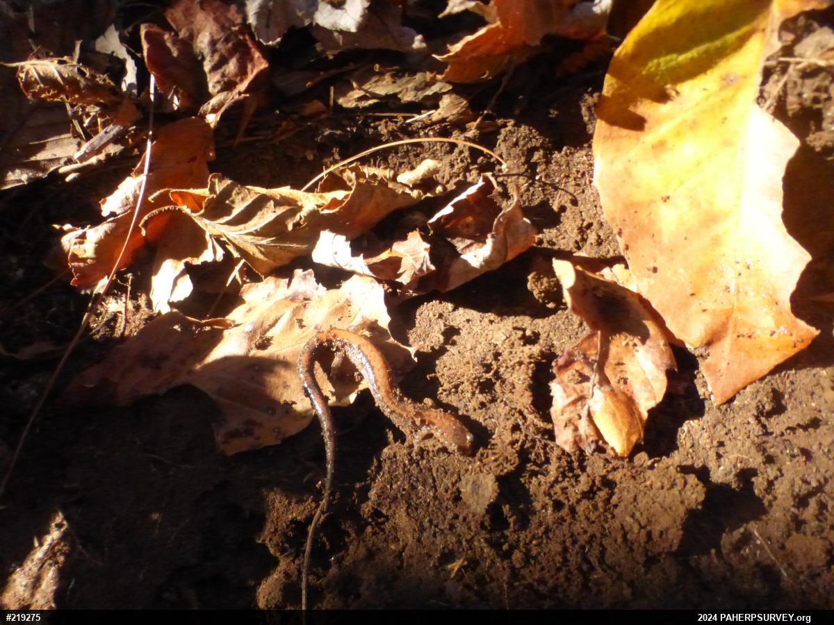 Eastern Red-backed  Salamander