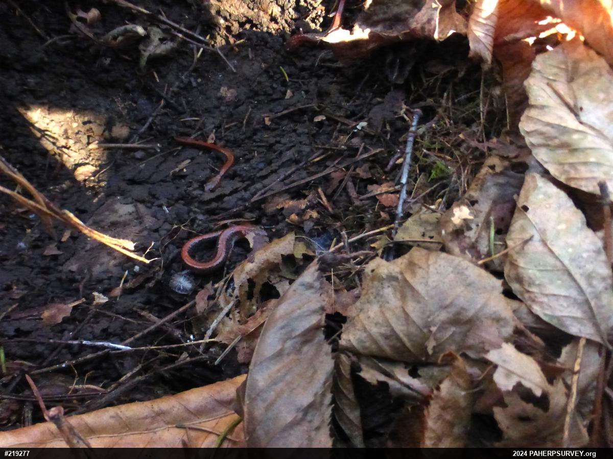 Eastern Red-backed  Salamander