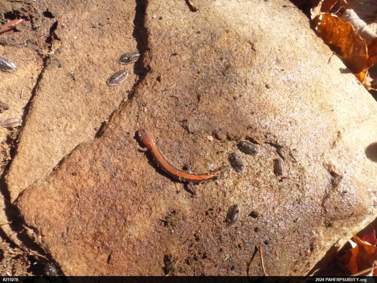 Eastern Red-backed  Salamander