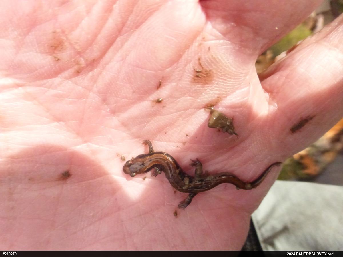 Allegheny Mountain Dusky Salamander