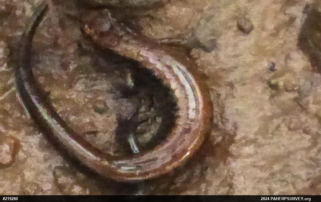Allegheny Mountain Dusky Salamander