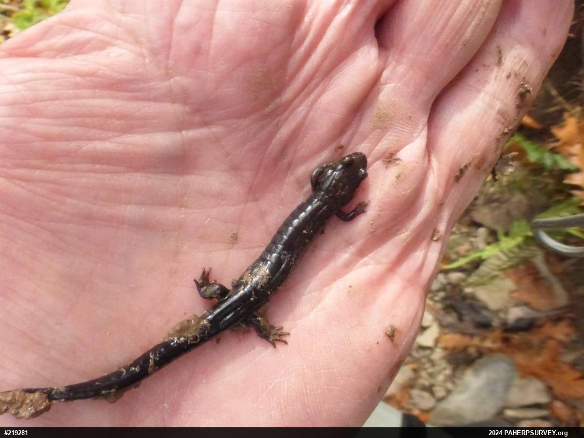 Allegheny Mountain Dusky Salamander