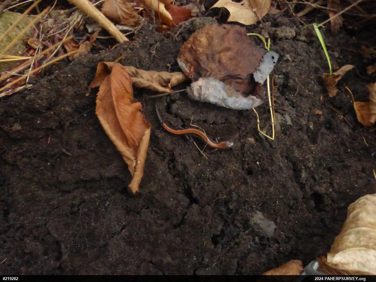 Eastern Red-backed  Salamander