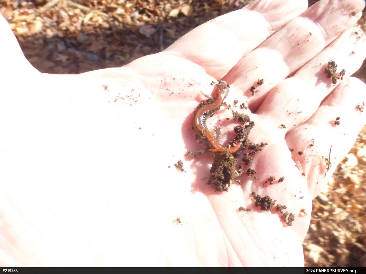 Eastern Red-backed  Salamander