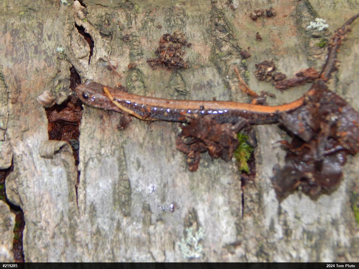 Eastern Red-backed  Salamander