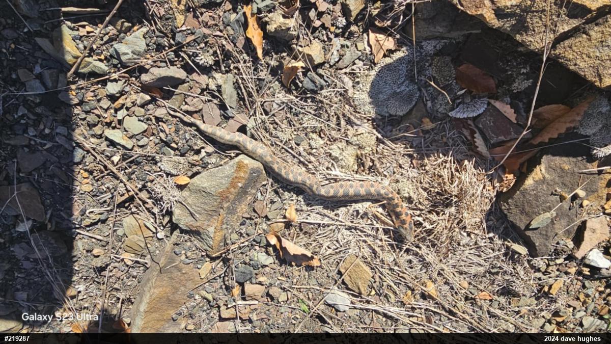 Eastern Hog-nosed Snake