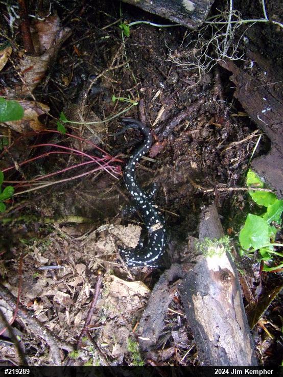 Northern Slimy Salamander