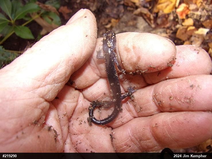 Wehrle's Salamander