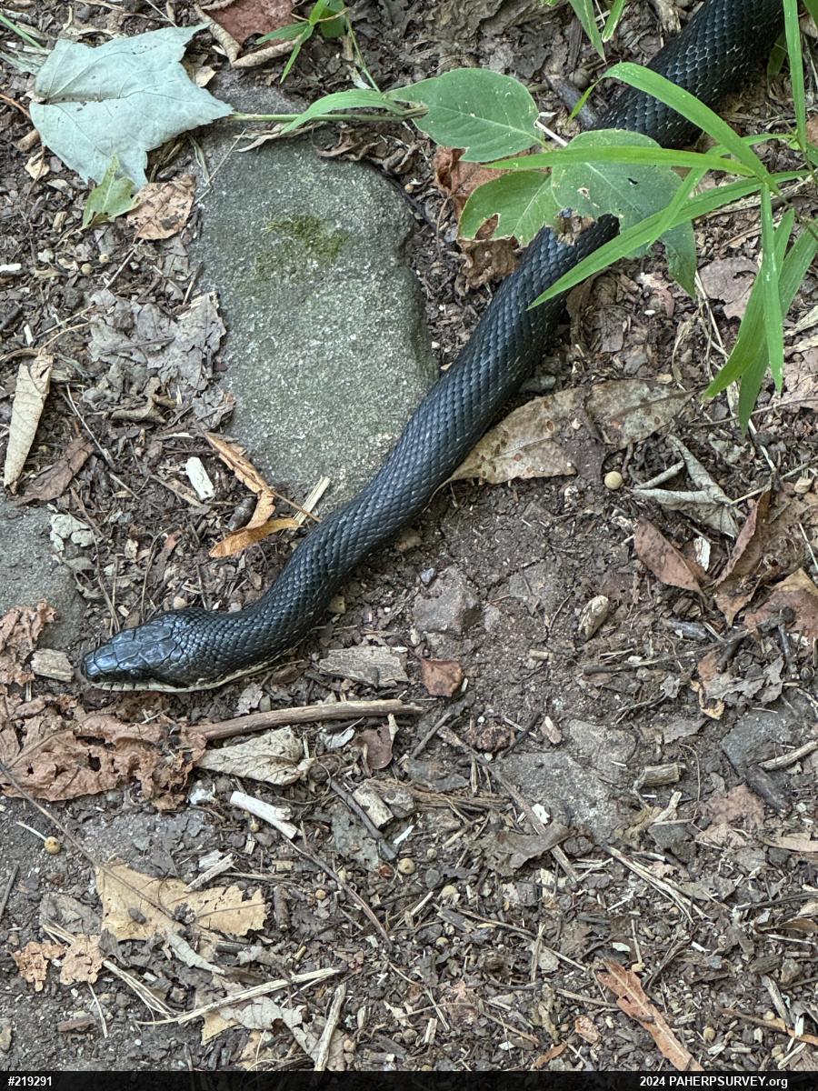 Eastern Ratsnake