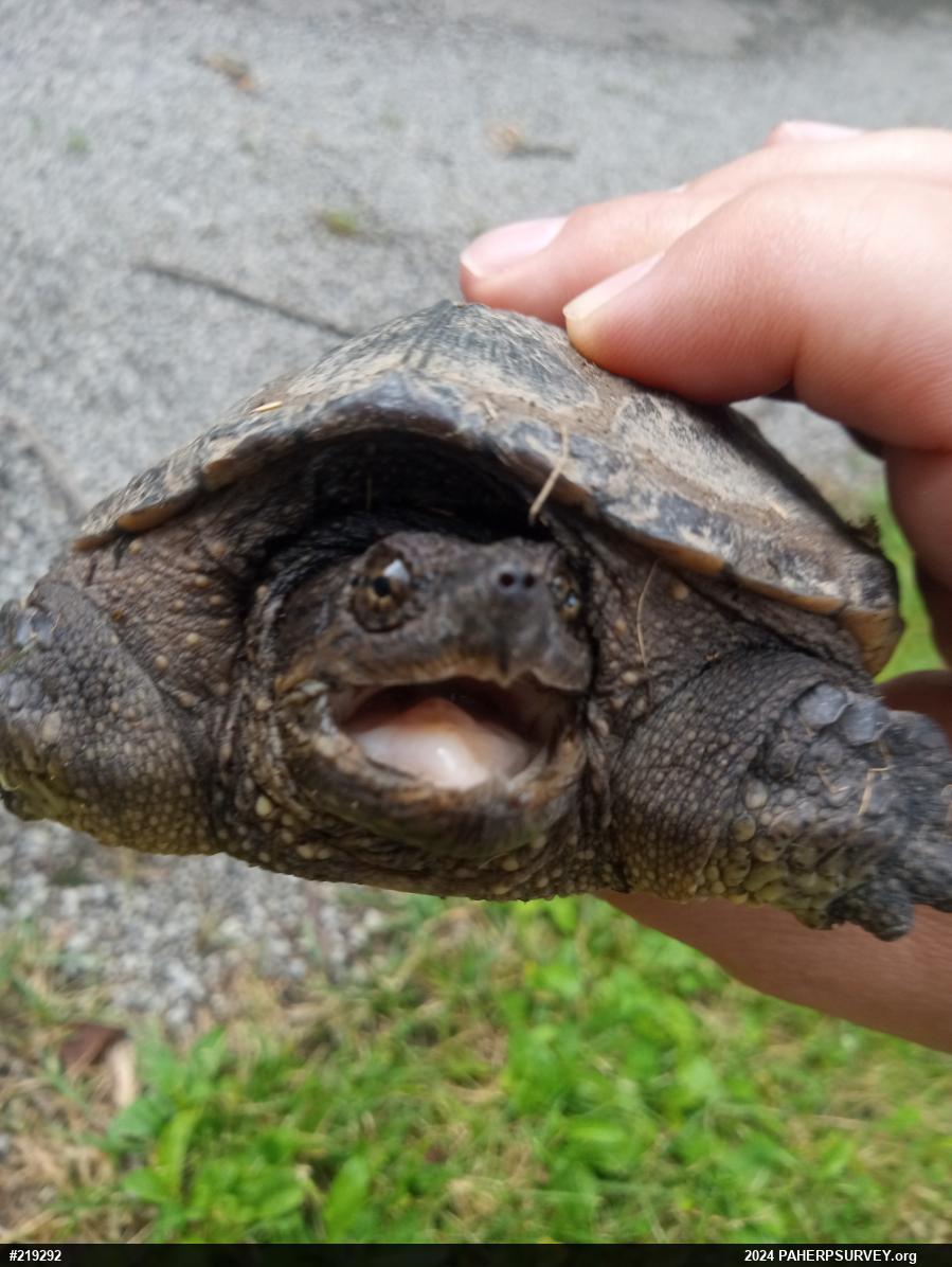 Snapping Turtle