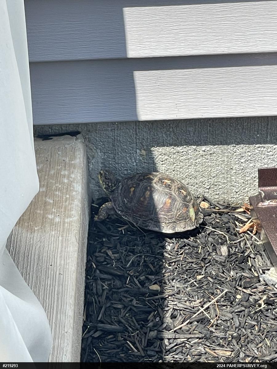 Eastern Box Turtle