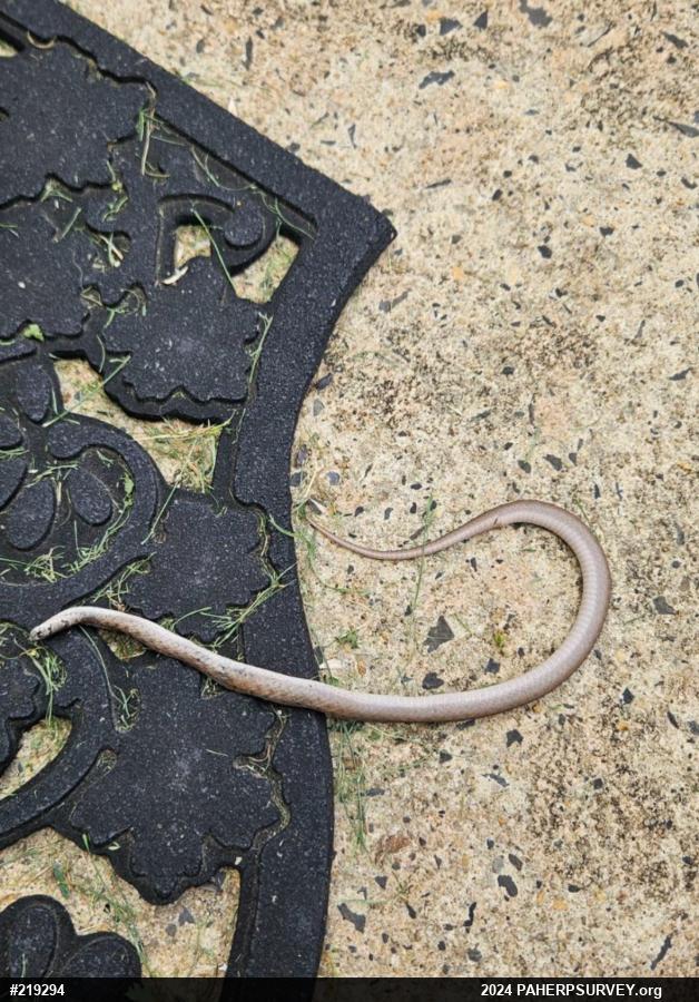 Dekay's Brownsnake