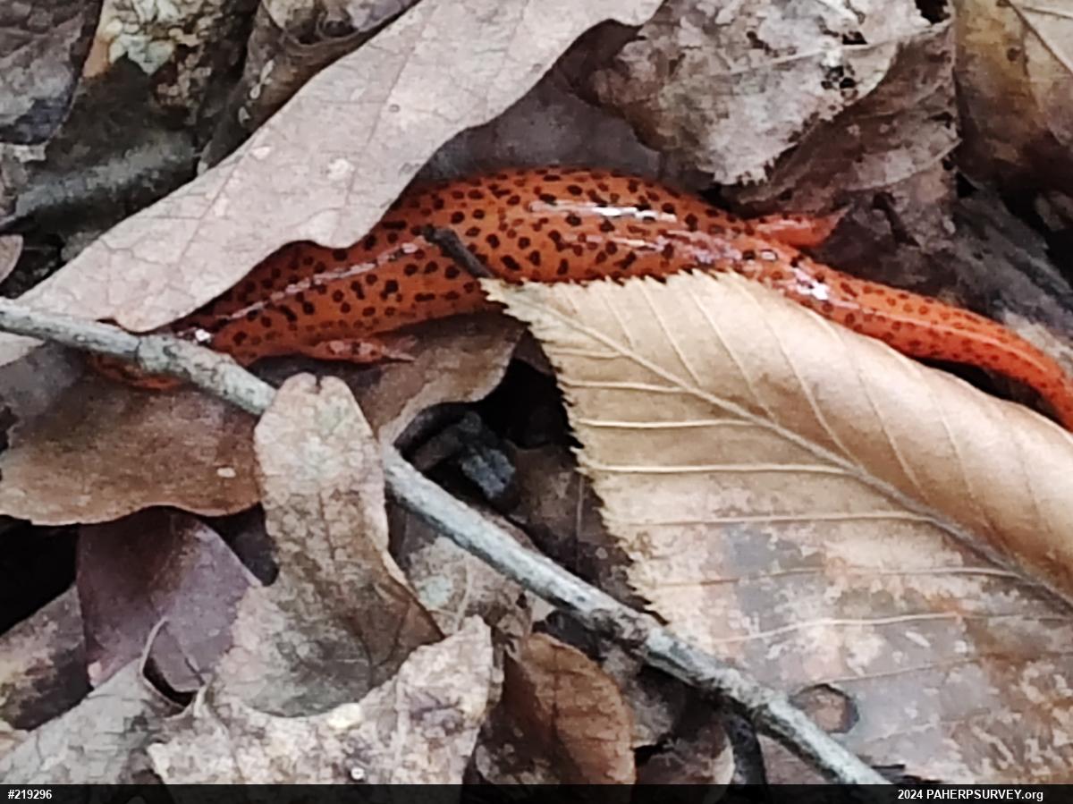 Northern Red Salamander