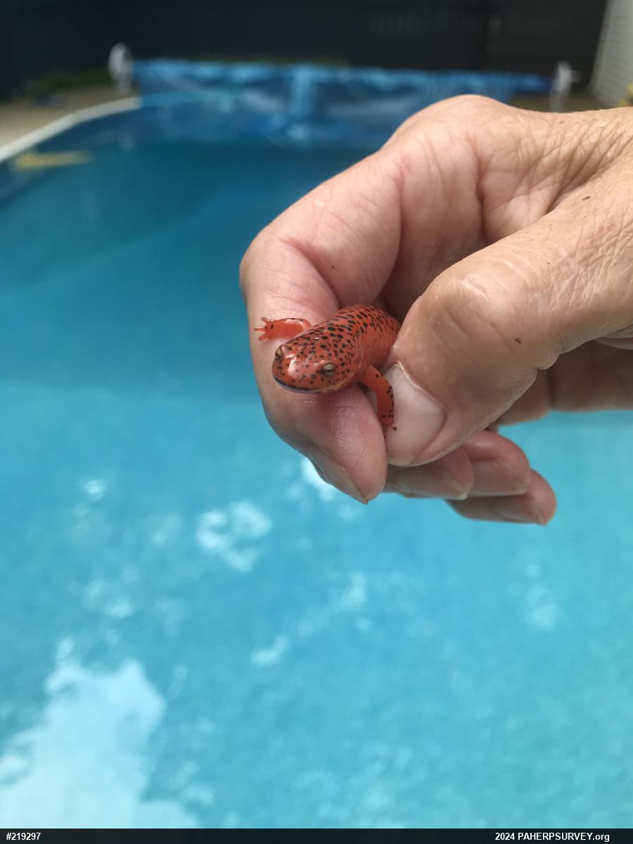 Northern Red Salamander