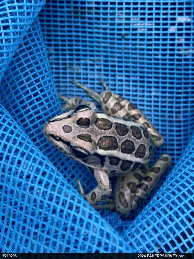 Pickerel Frog