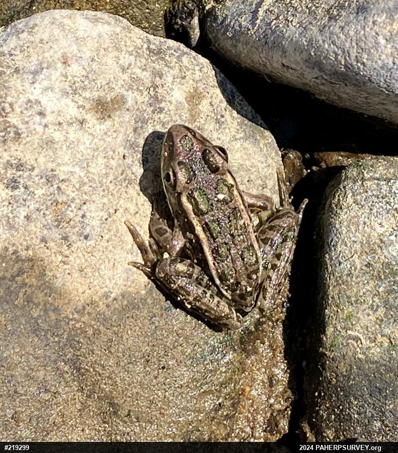 Pickerel Frog