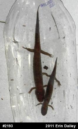 Northern Dusky Salamander