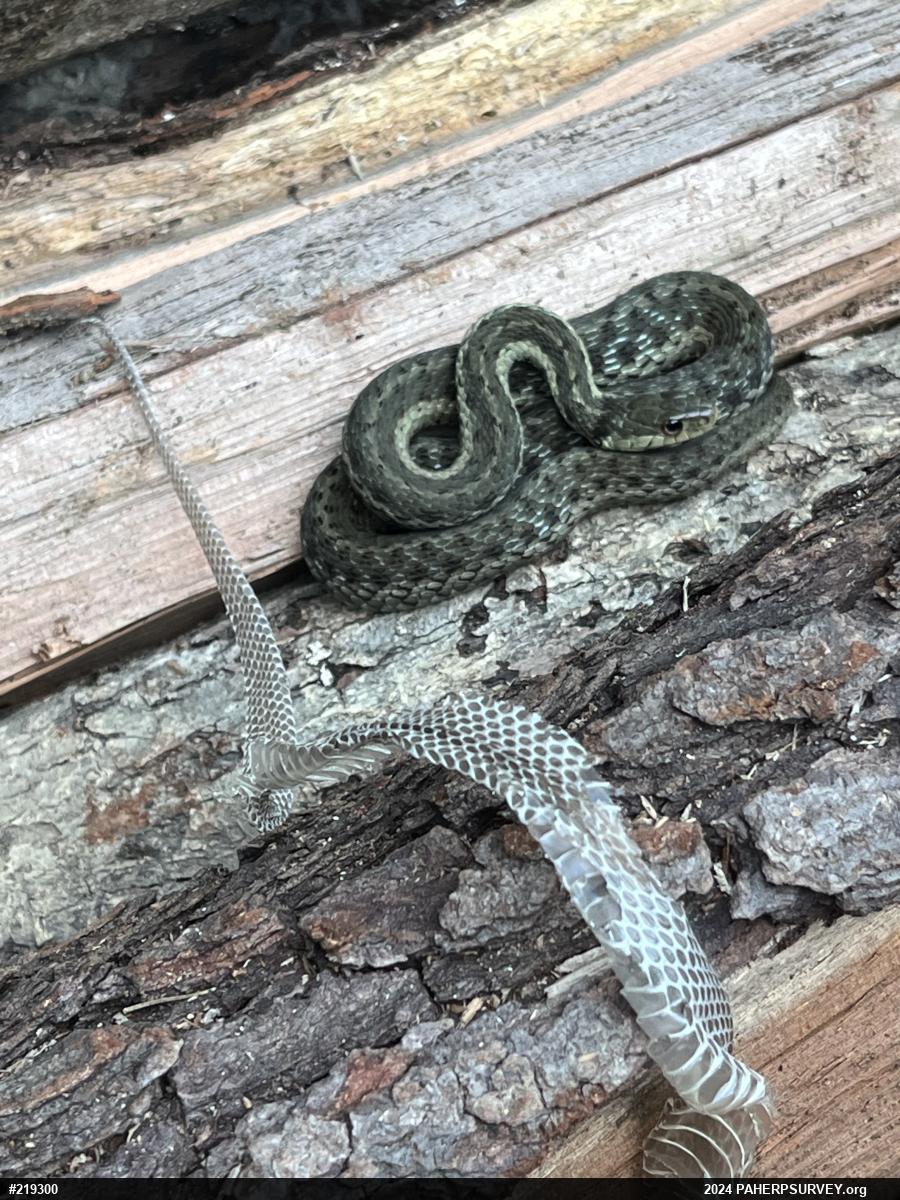 Eastern Gartersnake