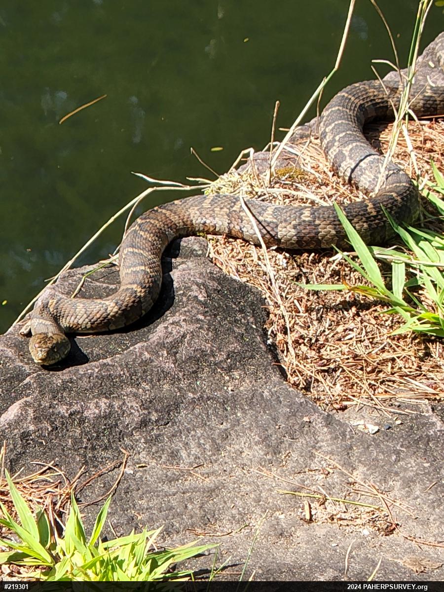 Northern Watersnake