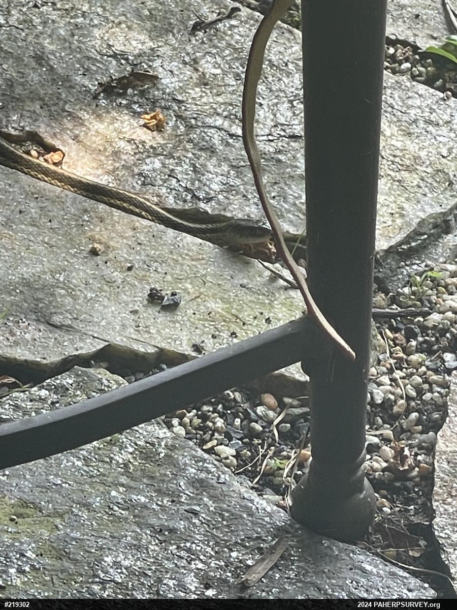 Eastern Gartersnake
