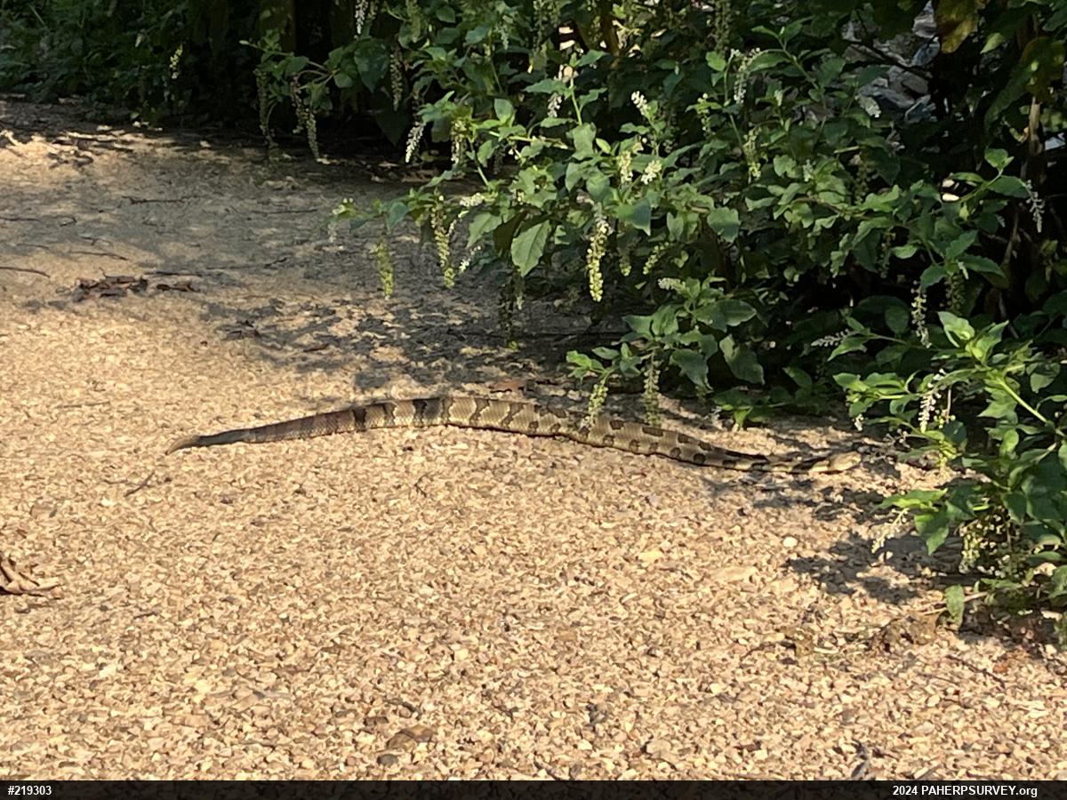 Timber Rattlesnake