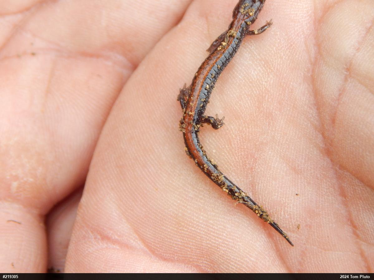 Eastern Red-backed  Salamander