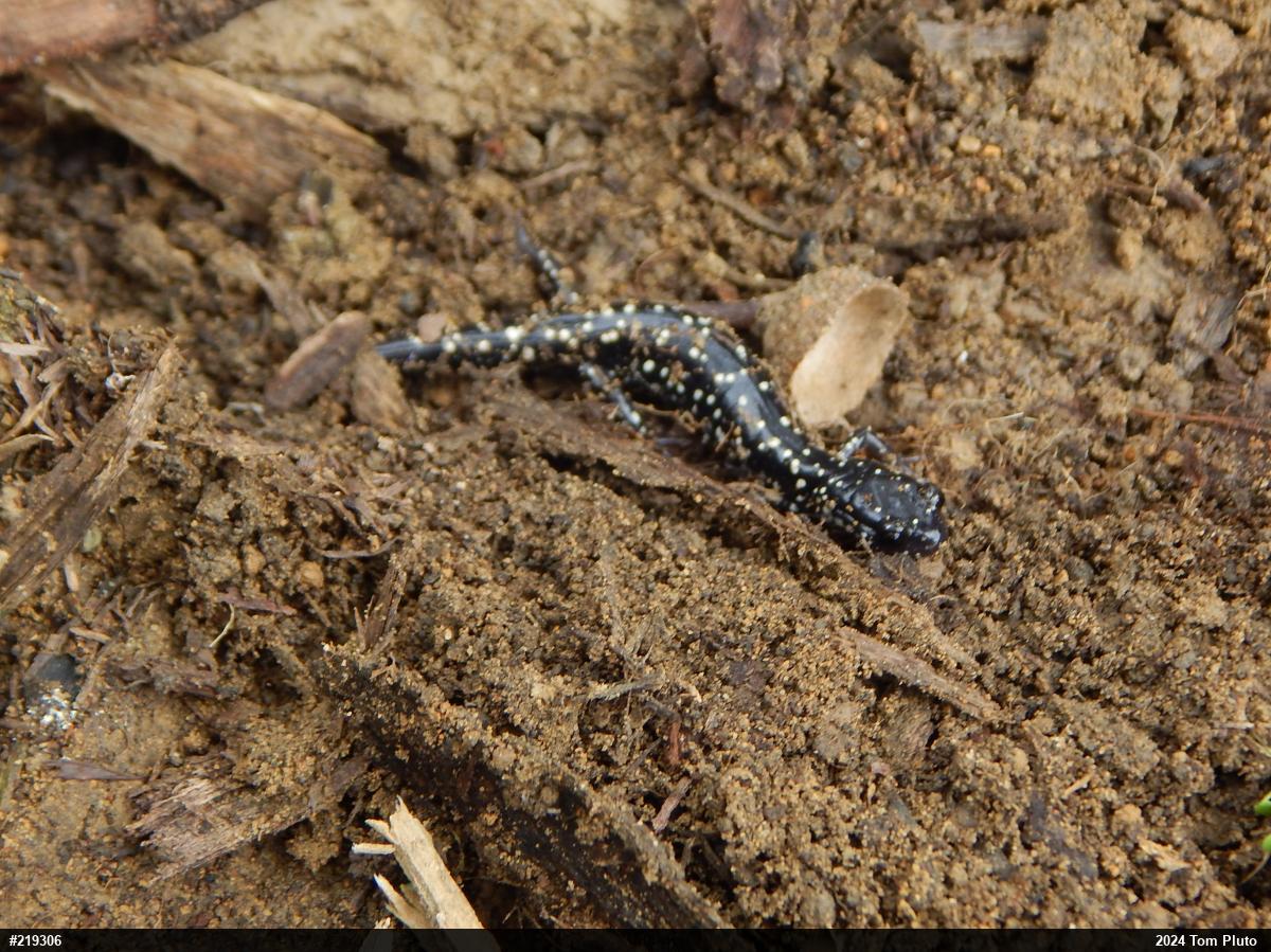 Northern Slimy Salamander