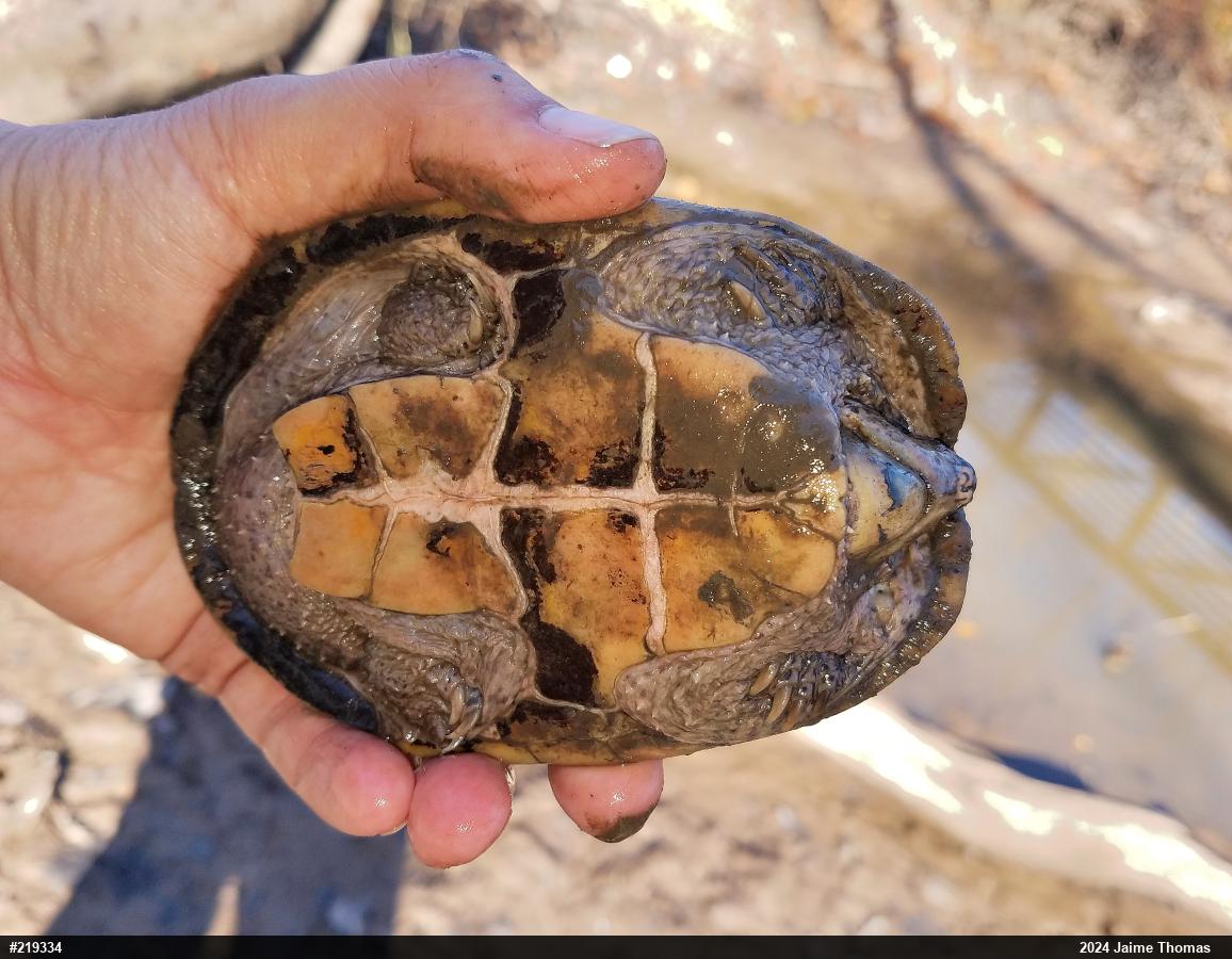 Eastern Musk Turtle