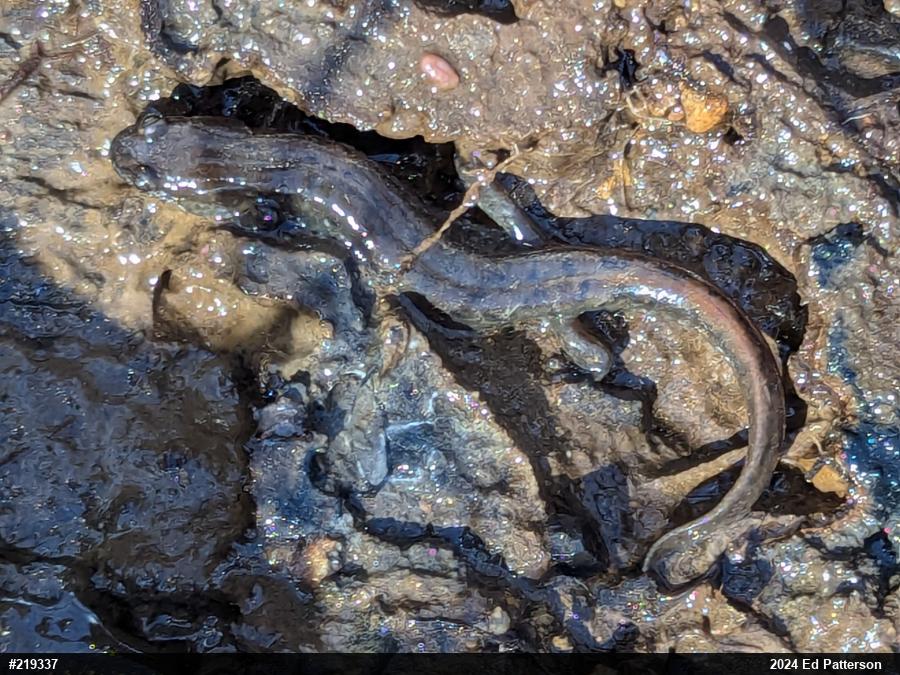Northern Dusky Salamander