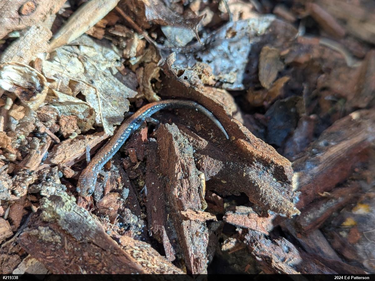 Eastern Red-backed  Salamander