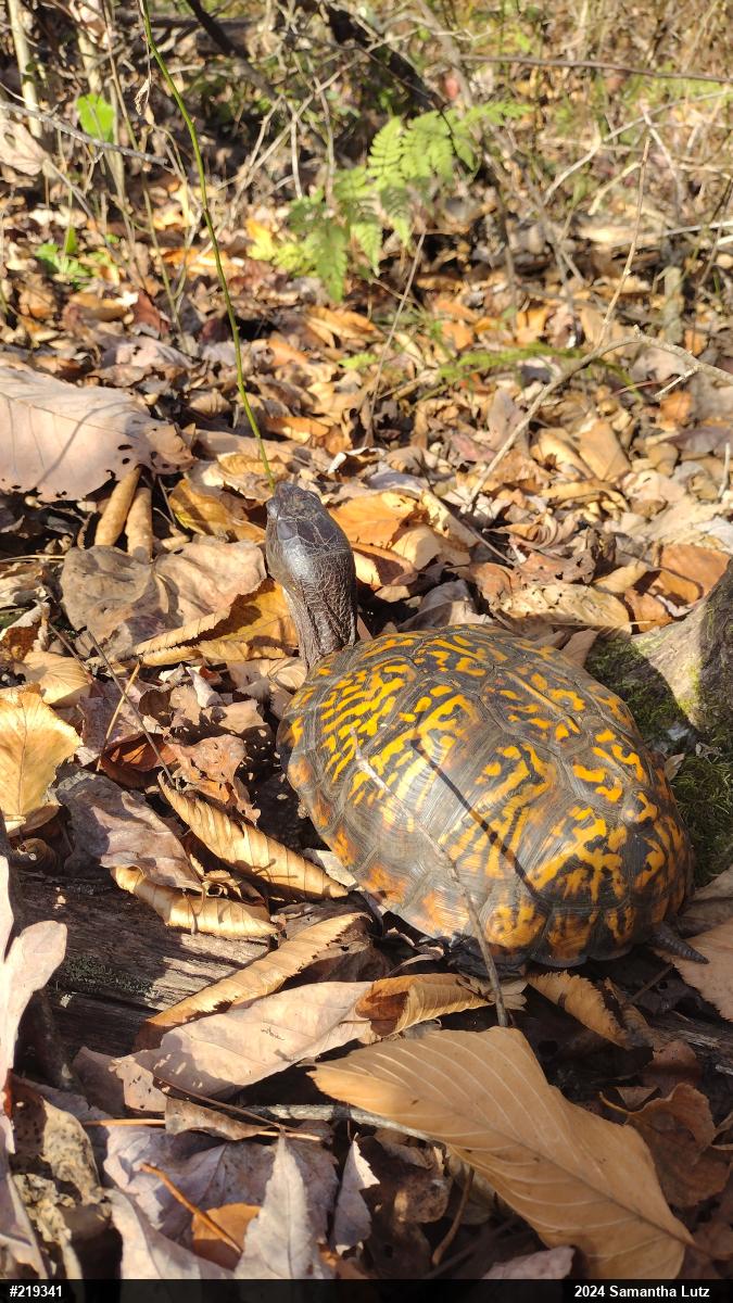 Eastern Box Turtle