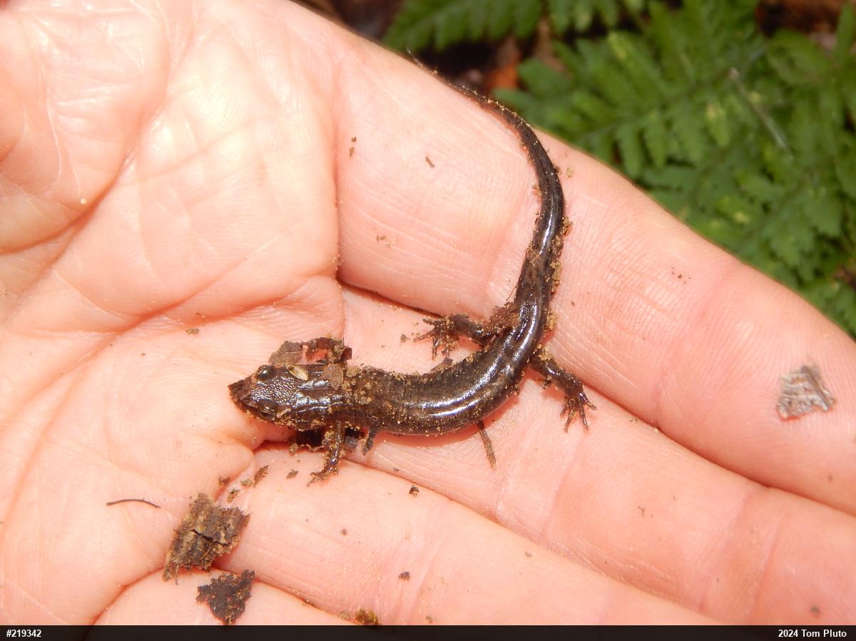 Allegheny Mountain Dusky Salamander