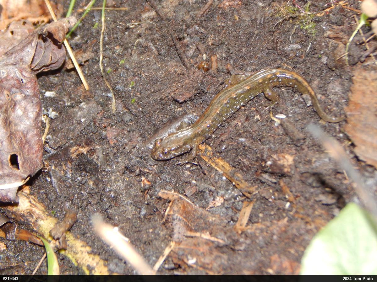 Northern Dusky Salamander