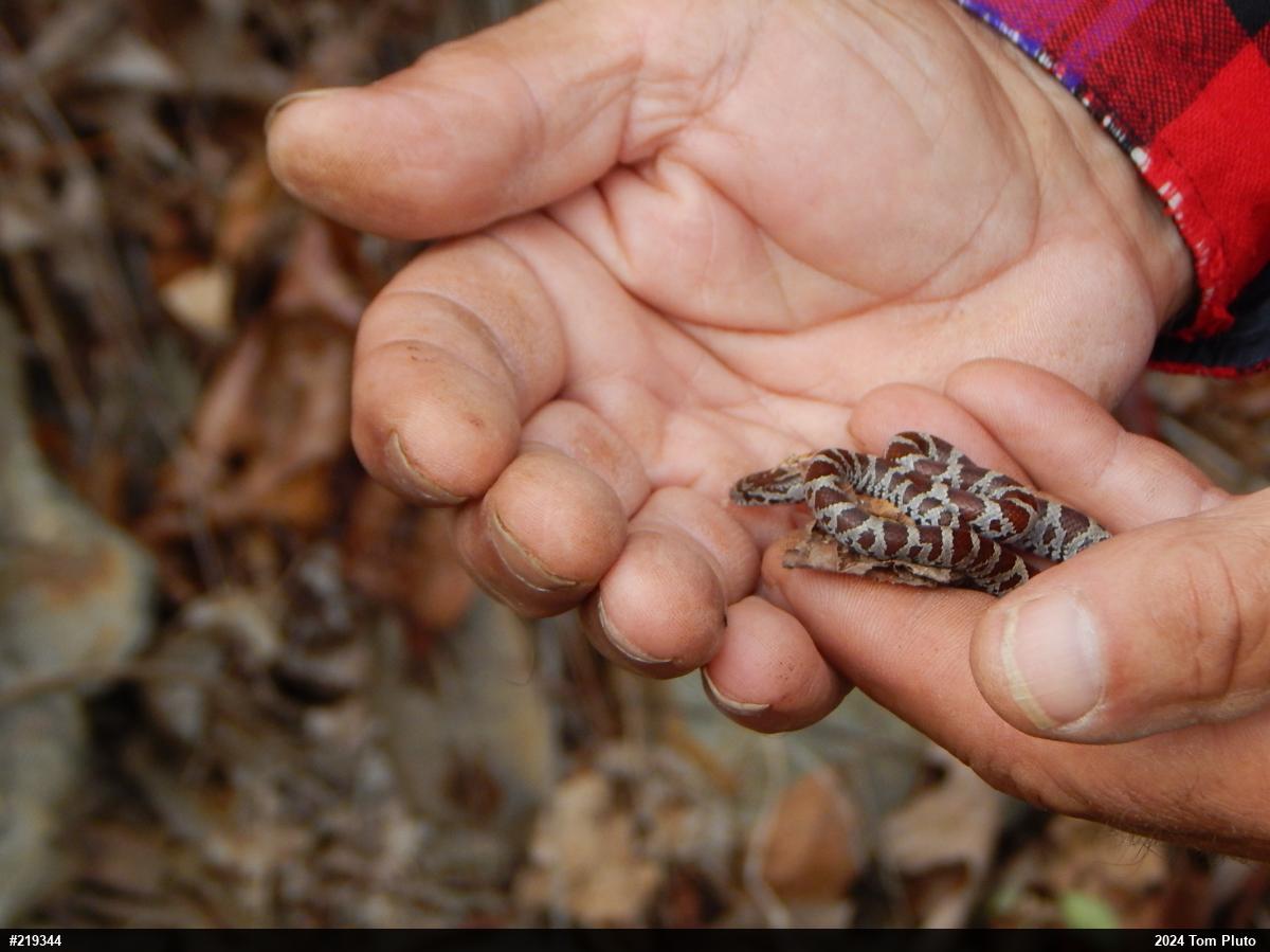 Eastern Milksnake