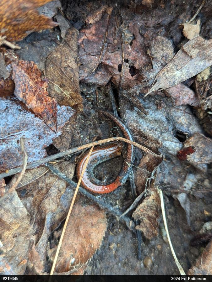 Eastern Red-backed  Salamander
