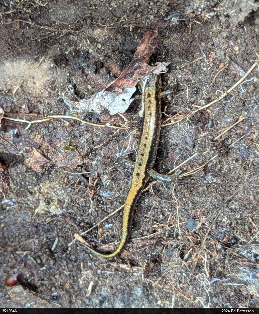 Allegheny Mountain Dusky Salamander