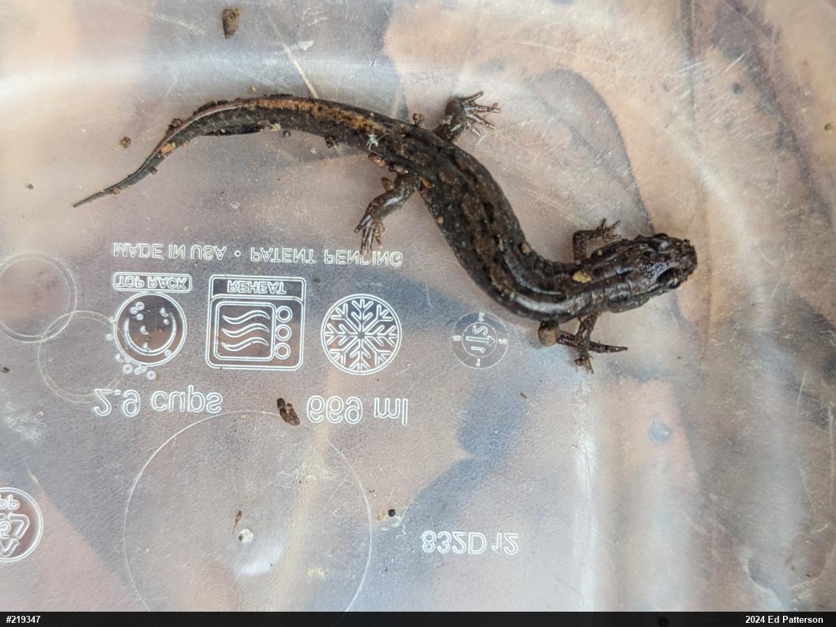 Northern Dusky Salamander