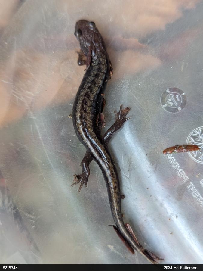 Allegheny Mountain Dusky Salamander