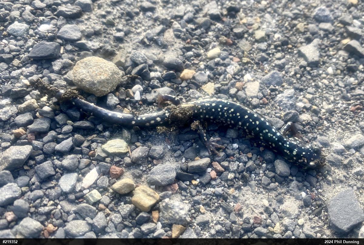 Northern Slimy Salamander